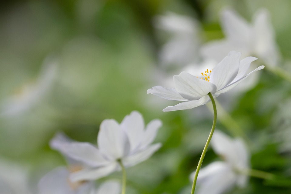 ヤブイチゲ フラワーズ 植物 Pixabayの無料写真