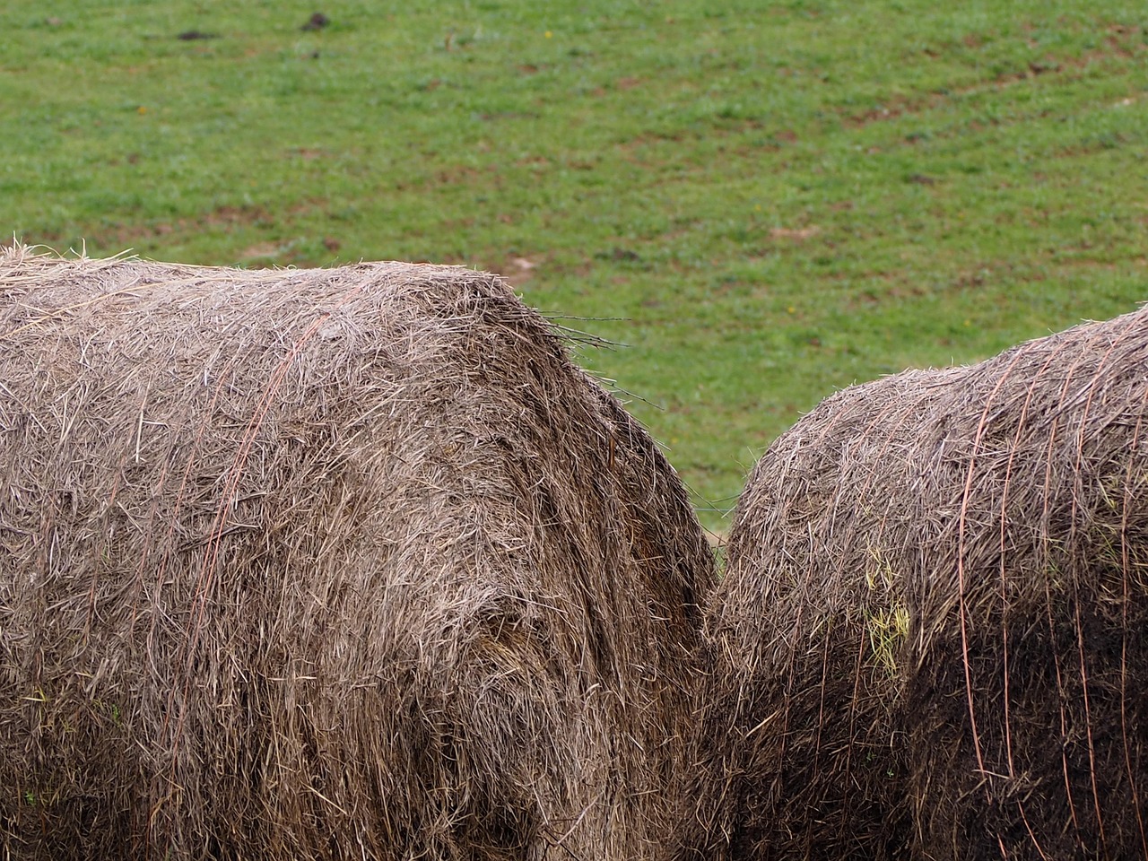 Hay Bale Cattle Free photo on Pixabay Pixabay