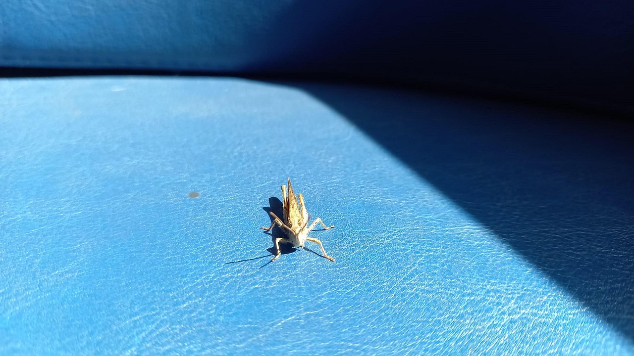 Cricket Insects Insect - Free photo on Pixabay - Pixabay