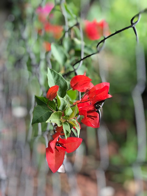 Free Flowers Garden photo and picture