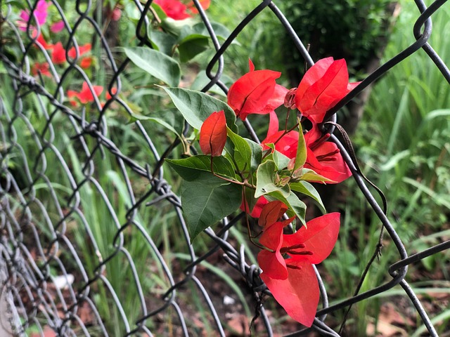Free Flowers Garden photo and picture
