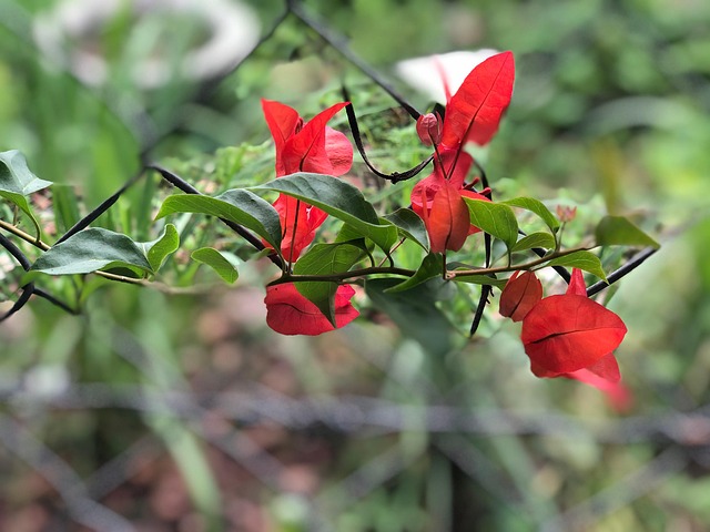 Free Flowers Garden photo and picture