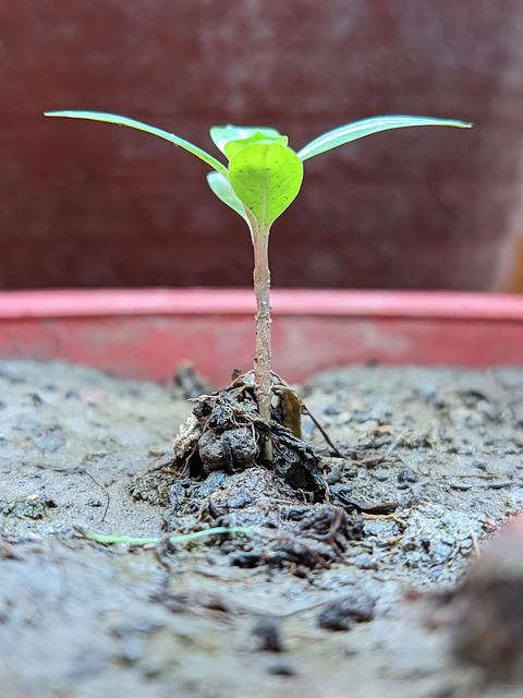 Free Seedling Planting photo and picture