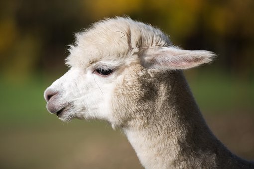 Alpaca, Dyr, Hoved, Cria, Unge Dyr