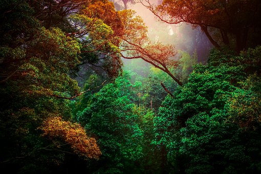 Natur, Pc-Hintergrund, Grün, Geh Grün