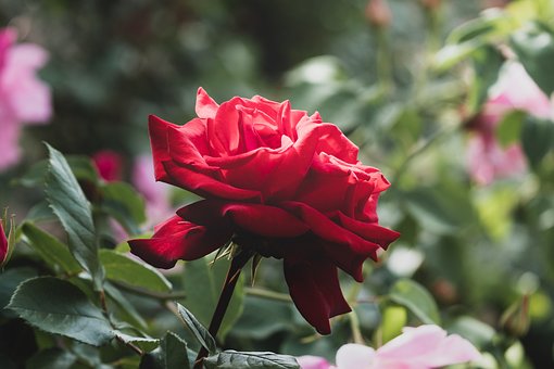 Free Rose Flower photo and picture