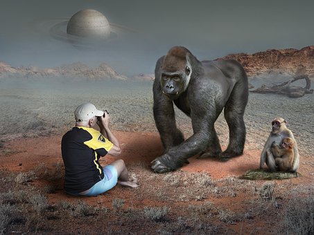 Free Photographer Gorilla photo and picture