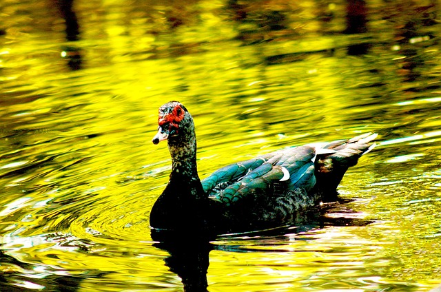 Free Duck Bird photo and picture