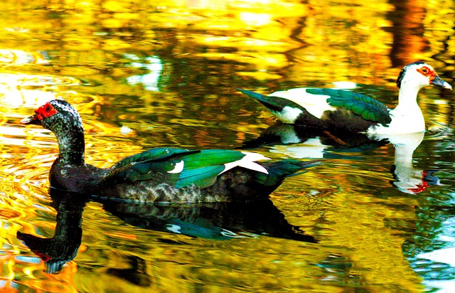 Free Ducks Bird photo and picture