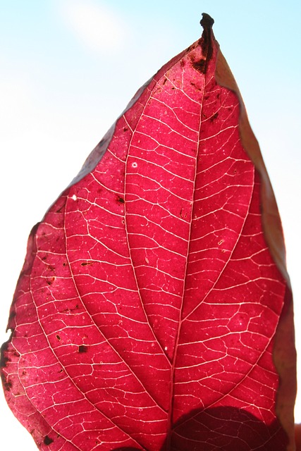 Free Leaf Red photo and picture