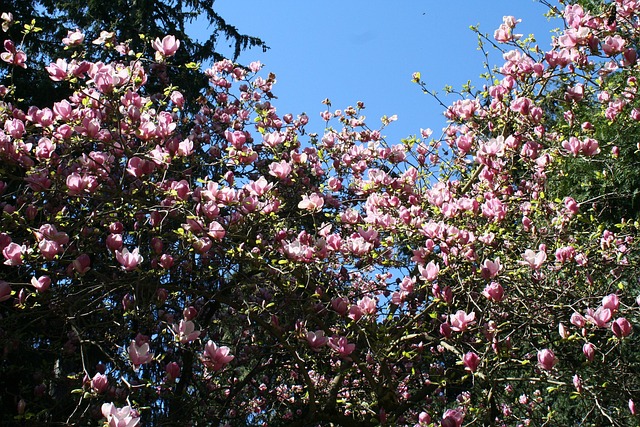 Free Magnolia Tree Magnolia photo and picture