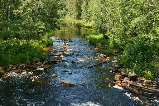 Fluss, Wald, Bäume, Bachlauf, Wasser