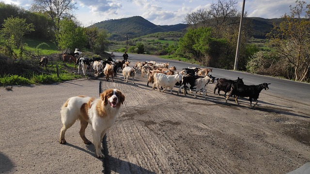 Free Bulgaria Village photo and picture
