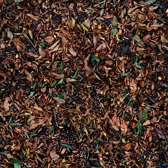 Free Leaves Autumn photo and picture