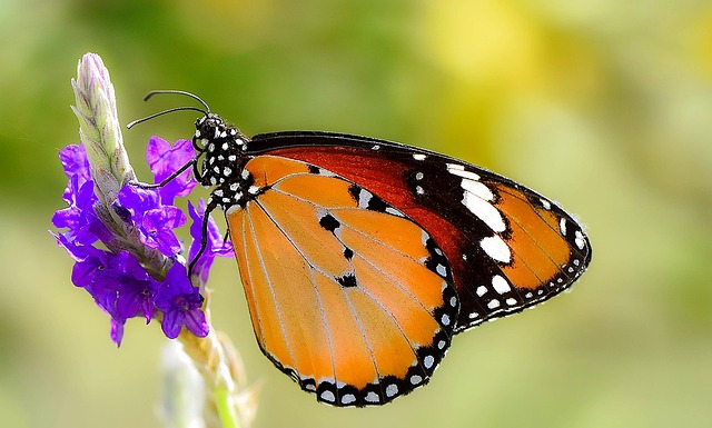 Free Butterfly Insects photo and picture