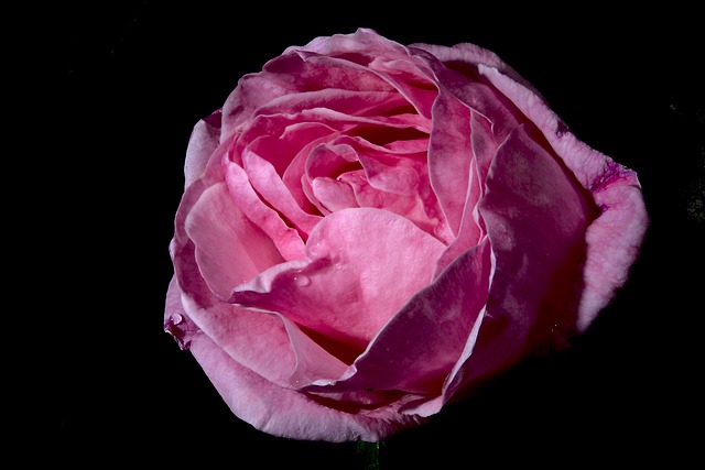 Free Rose Flower photo and picture