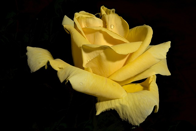 Free Rose Flower photo and picture