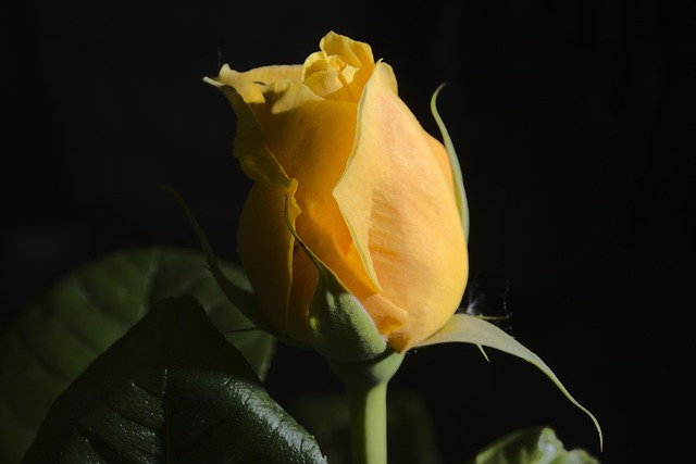 Free Rose Flower photo and picture