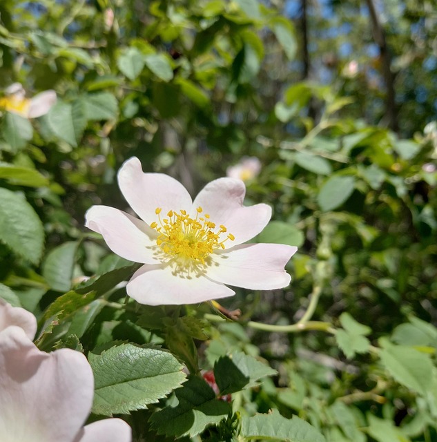 Free Flower Nature photo and picture