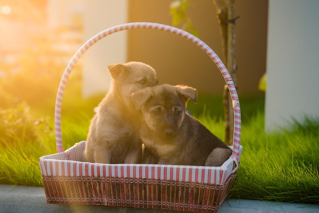 Free Puppies Dogs photo and picture