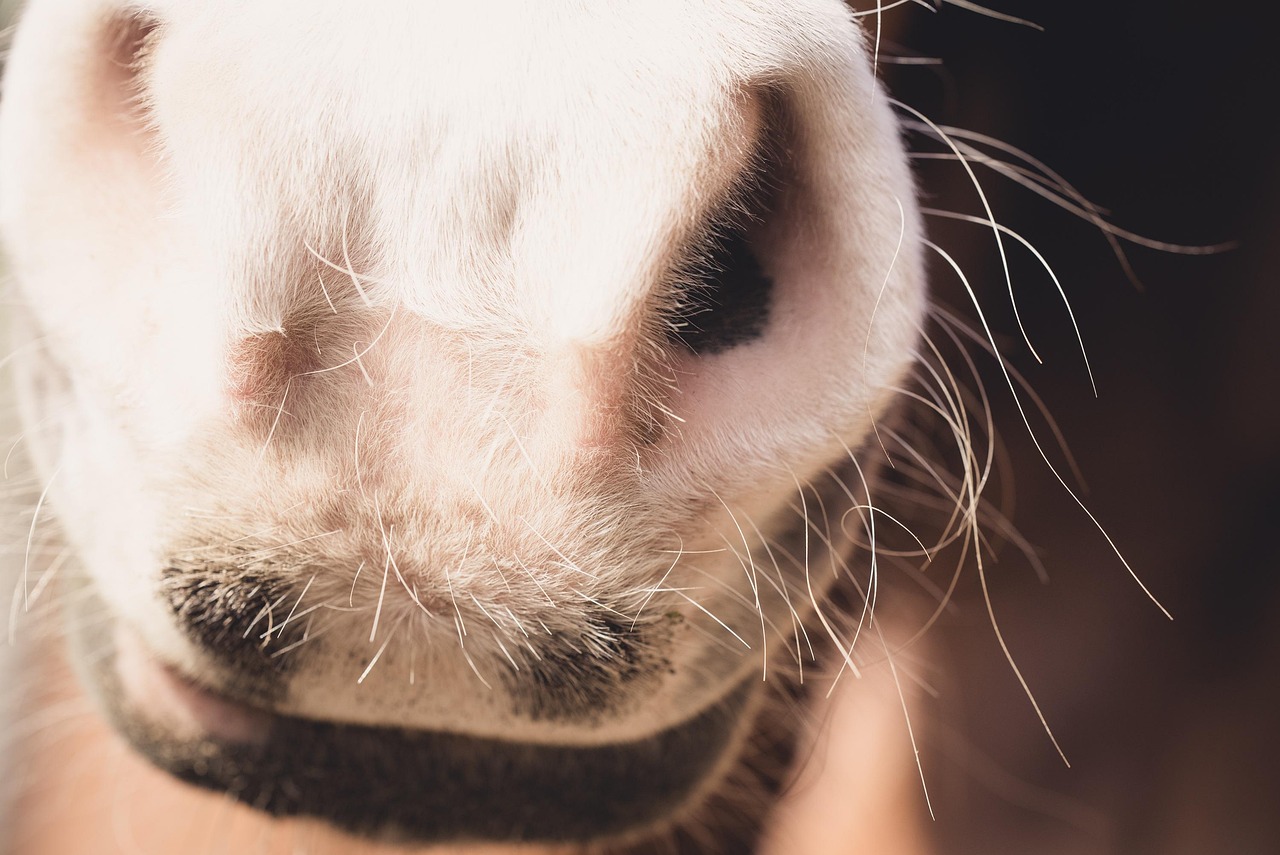 Horse Nostrils Mouth - Free photo on Pixabay - Pixabay