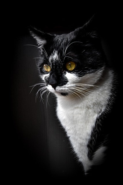 Free Cat Pet photo and picture
