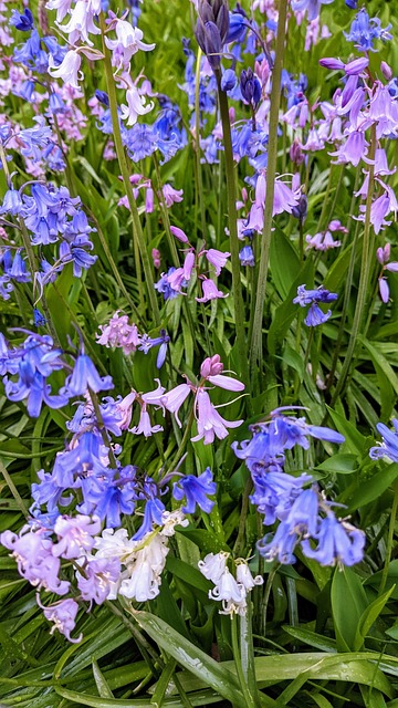 Free Flowers Spring photo and picture