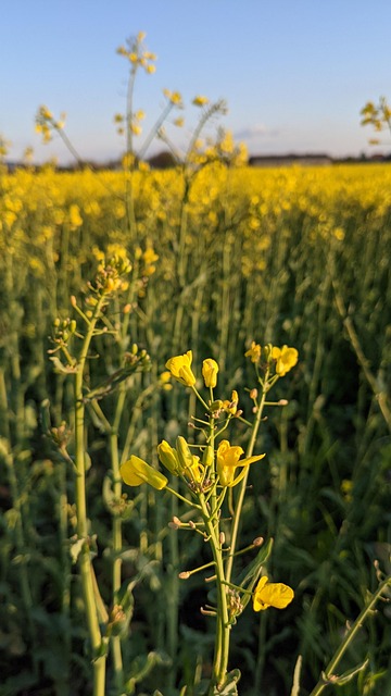 Free Field Agriculture photo and picture