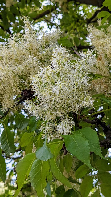Free Fringetree White Fringetree photo and picture