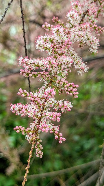 Free Tamarisk Shrub photo and picture