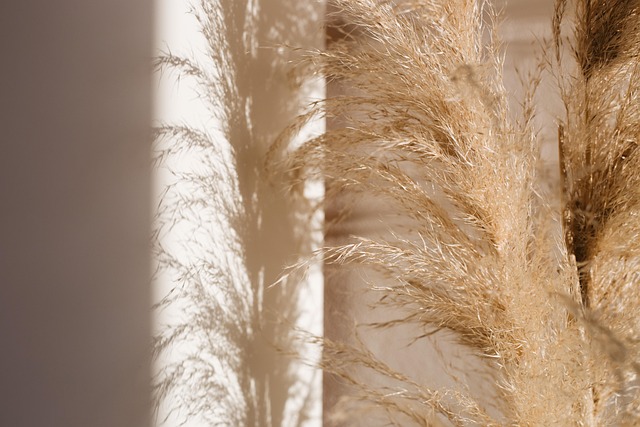 Pampa, Planta, Luz, Sombra, Atardecer