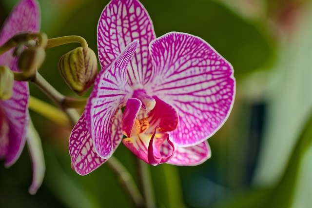 Free Orchids Flower photo and picture