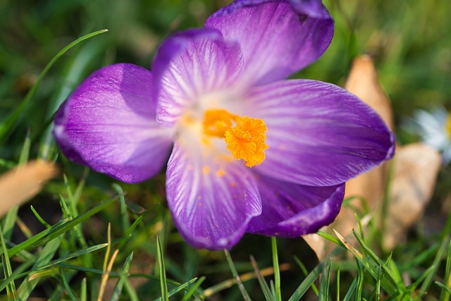 Free Crocus Flower photo and picture