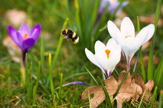 Free Crocus Flower photo and picture