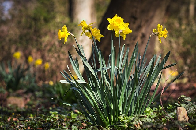 Free Easter Flowers Easter Bells photo and picture
