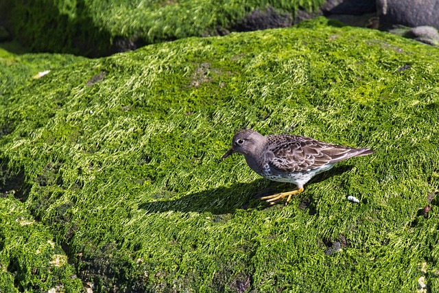Free Bird Water Bird photo and picture