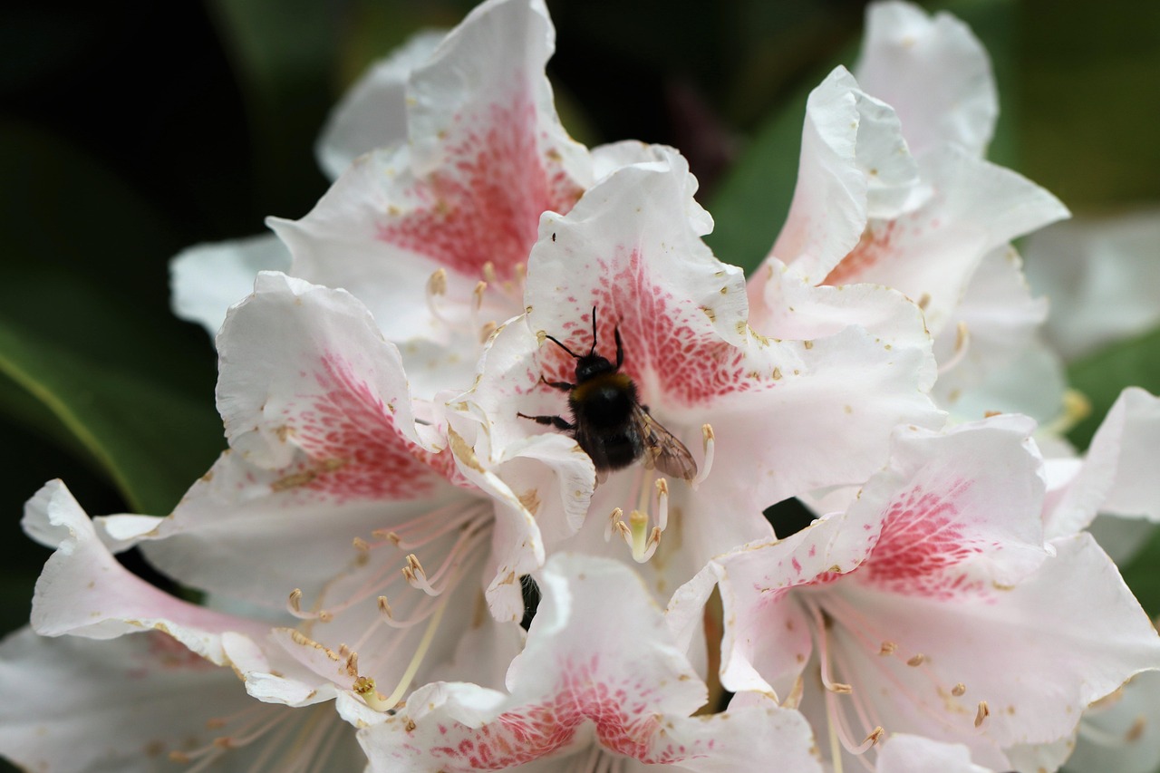 Rhododendron Fleur Le Printemps - Photo gratuite sur Pixabay - Pixabay