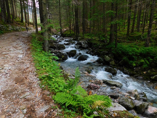 Padure Cu Rau Râu Pădure Munți - Fotografie gratuită pe Pixabay - Pixabay