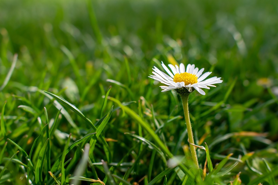 Daisy Botanical Daisy Flower Plant Bellis - Free photo on Pixabay
