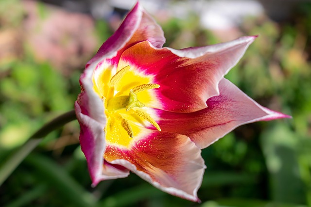 Bunga Tulp Tanaman - Foto gratis di Pixabay - Pixabay