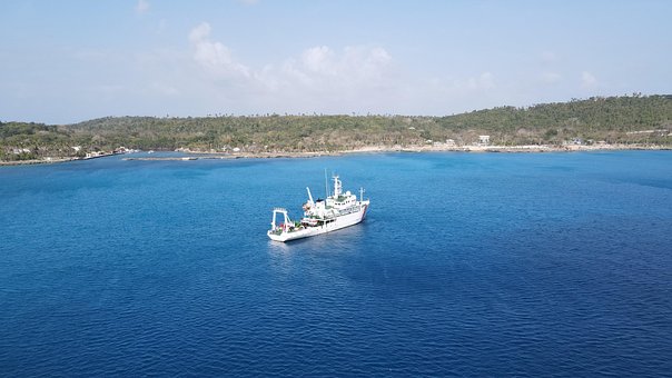 Free Sea Fish photo and picture