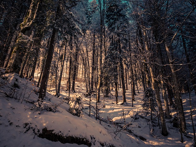 Floresta, Arvores, Neve, Inverno, Frio