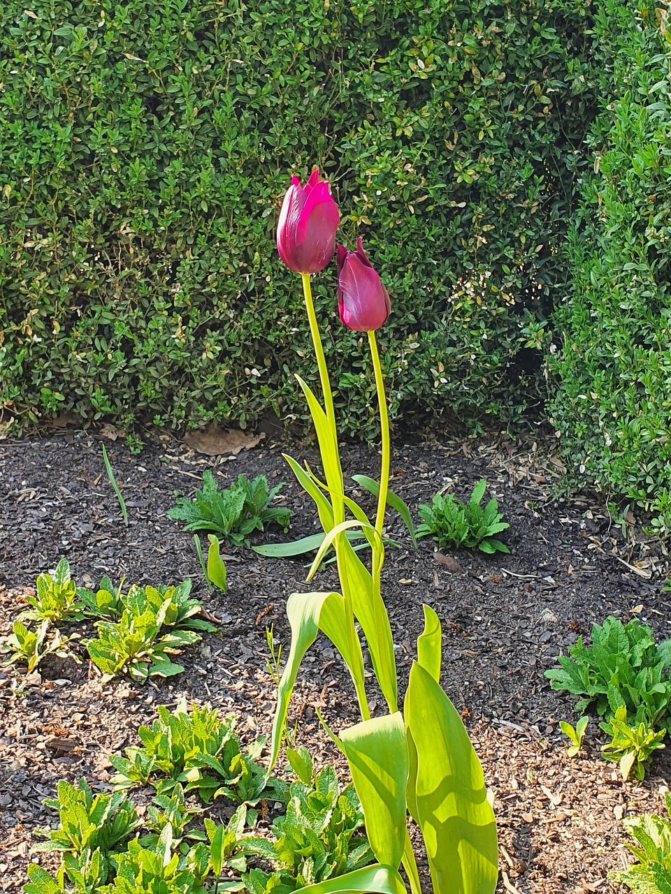 Tulip Bunga Tulp Kebun - Foto gratis di Pixabay - Pixabay