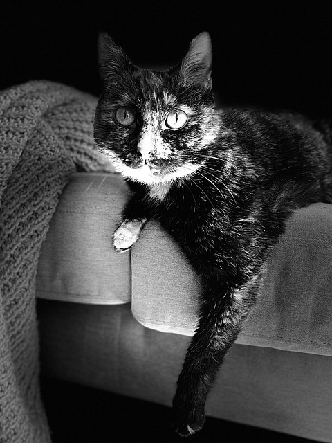 Katze, Kattun, Kätzchen, Katzenartig