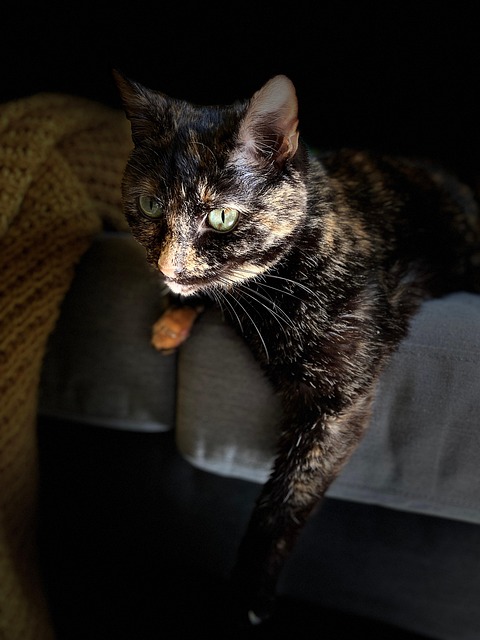 Katze, Kattun, Kätzchen, Katzenartig