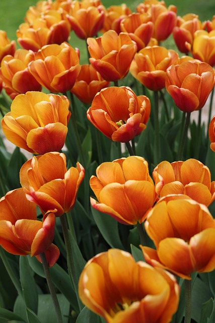 Tulpen, Blumentapete, Blumen, Garten
