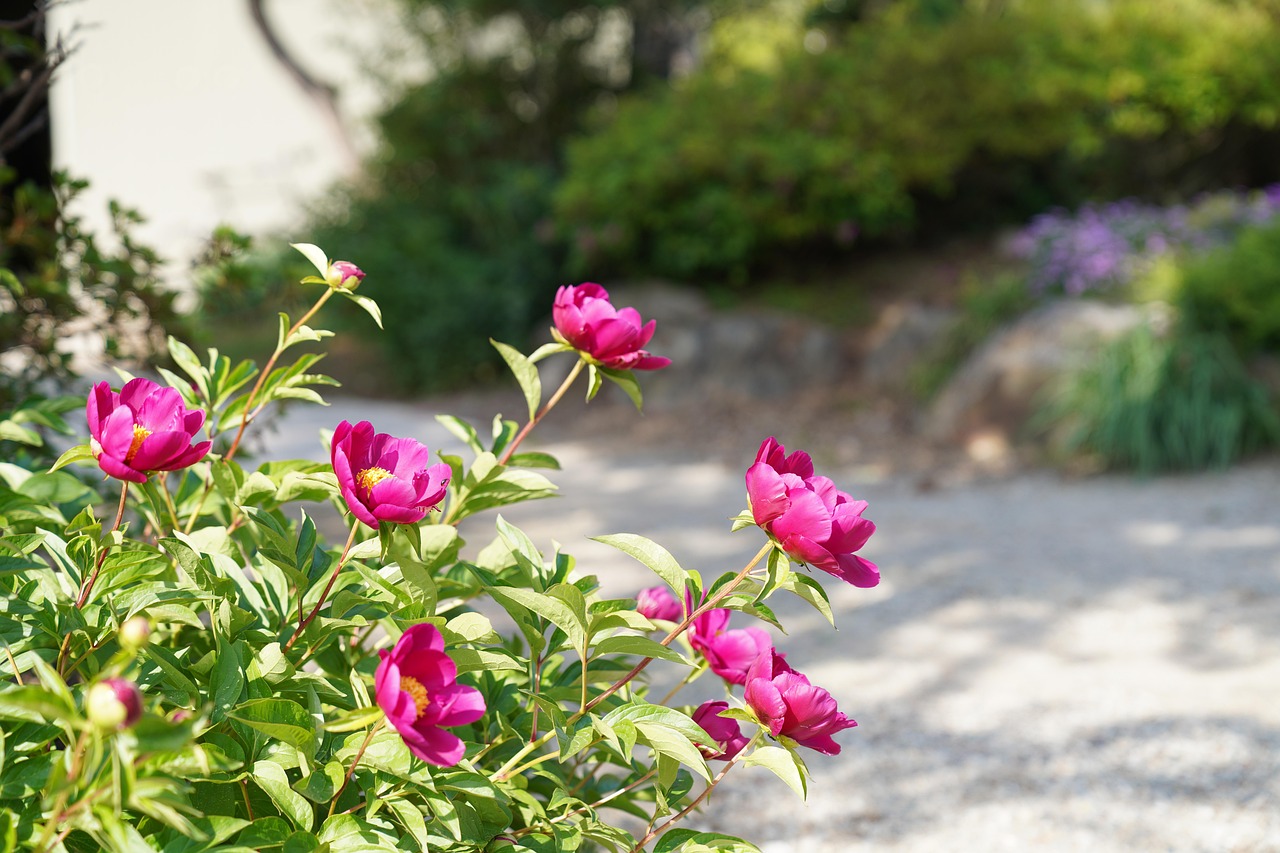 80 + 무료 작약 & 목단 이미지 - Pixabay