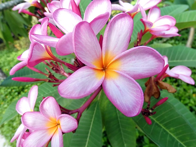 Graines De Frangipanier 'Yellow' (Plumeria) - Lot De 5 Graines - Arbre à Fleurs Parfumées - 11