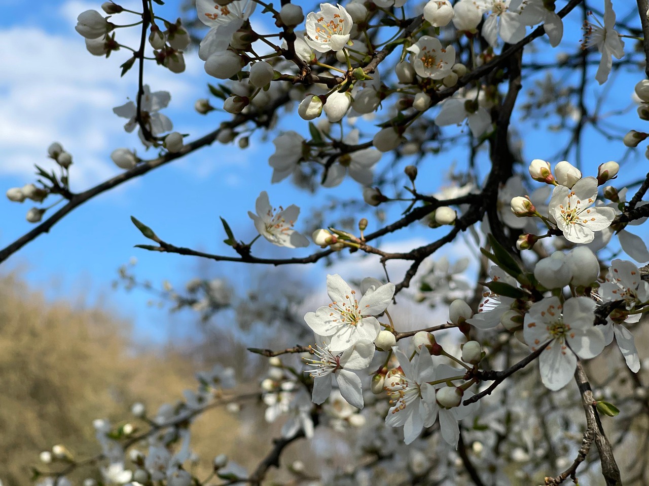 开花的树 花朵 树 - Pixabay上的免费照片 - Pixabay