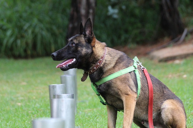 Free Dog Pet photo and picture